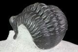 Morocconites Trilobite - Clear Eye Facets #68648-5